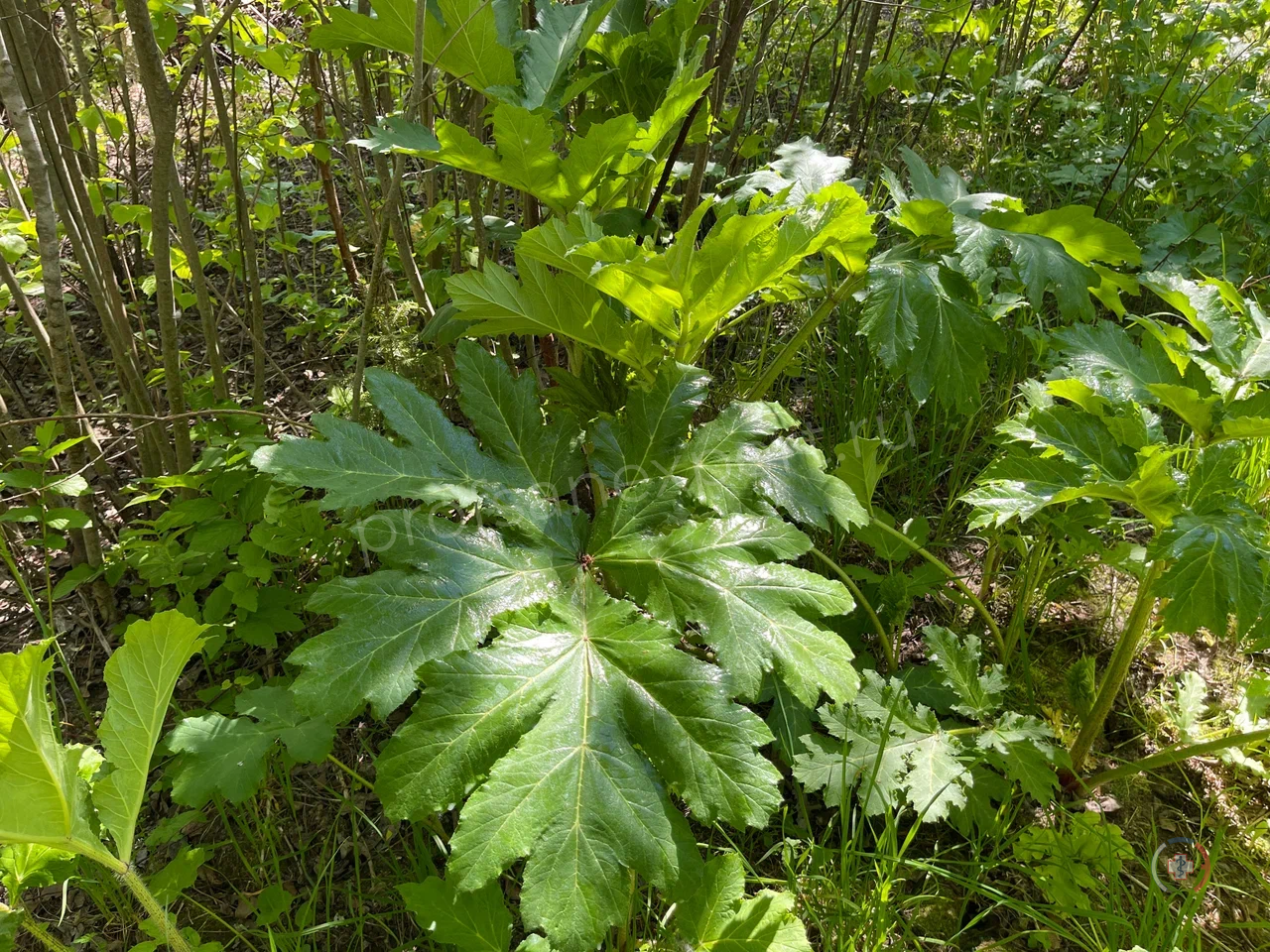 Галерея